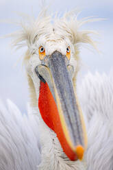 A close-up portrait of a pelican with ruffled feathers and striking orange and yellow eyes, contrasting against a soft background - ADSF53736