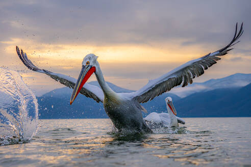 A pelican with its wings spread wide takes off from the water against a backdrop of mountains during sunset, creating a splash - ADSF53737