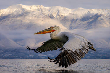 A Dalmatian pelican in flight over a serene lake with snow-capped mountains in the distance - ADSF53738