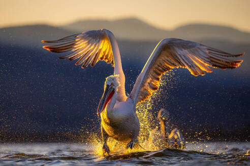 Ein atemberaubendes Bild, das einen Pelikan zeigt, der während der goldenen Stunde des Sonnenuntergangs anmutig auf der Wasseroberfläche landet - ADSF53739