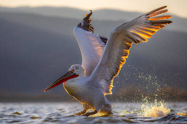 A stunning dalmatian pelican with extended wings is captured taking off from water, with the golden sunlight enhancing its impressive plumage - ADSF53740