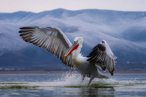 A graceful dalmatian pelican spreads its vast wings as it lifts off from serene water, with mountains in the backdrop - ADSF53741