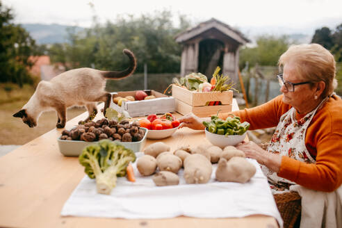 An elderly woman sorts fresh vegetables at a table outdoors with a curious cat walking among the produce - ADSF53755
