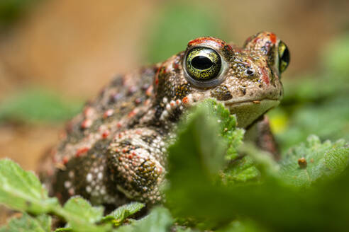 Close-up of a natterjack toad among green foliage, showcasing its distinctive eye pattern and textured skin - ADSF53766