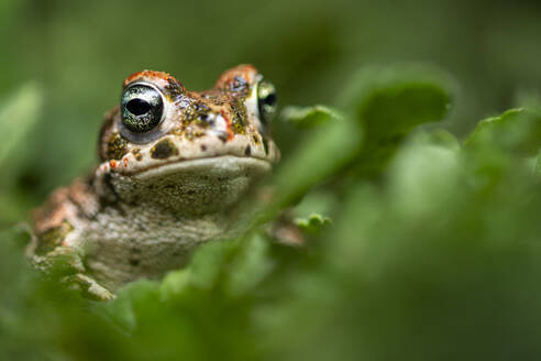 A natterjack toad peers through lush greenery, its eyes glistening and skin detailed in a natural setting - ADSF53767