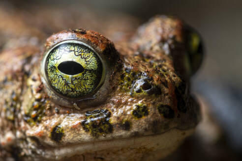 Extreme close-up of a natterjack toad's eye, highlighting the intricate iris pattern and textured skin - ADSF53768