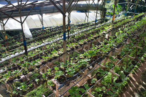 An expansive organic strawberry farm in Malaysia with a vertical gardening system under a protective structure. - ADSF53794