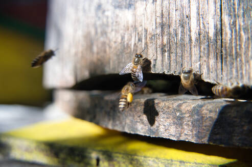 Honeybees hustle at the entrance of a beehive in Malaysia, showcasing pollinator activity. - ADSF53795
