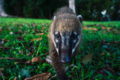 Curious coati approaching the camera at Iguazu Falls, Southern Brazil, amidst lush green foliage. - ADSF54018