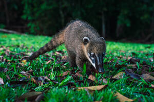 A curious coati forages on the verdant ground near the Iguazu Waterfalls in Southern Brazil. - ADSF54019