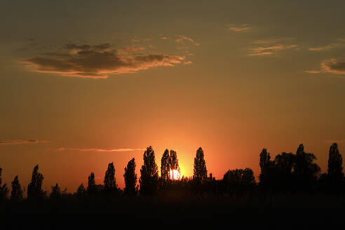 Germany, Baden-Wurttemberg, Moos, Silhouettes of trees standing against setting sun - JTF02397