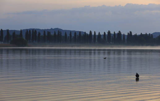 Germany, Baden-Wurttemberg, Moos, Bodensee lake at foggy dawn - JTF02401