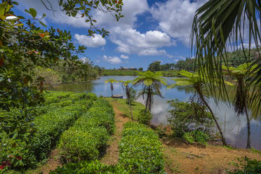 Außenansicht des Bois Cheri Tea Estate, Bezirk Savanne, Mauritius, Indischer Ozean, Afrika - RHPLF32253