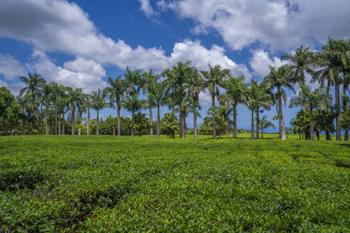 Blick auf Teepflanzen im Feld der Teefabrik Bois Cheri, Bezirk Savanne, Mauritius, Indischer Ozean, Afrika - RHPLF32254