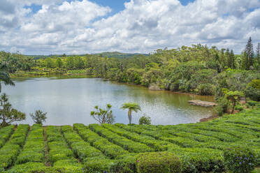 View of exterior of Bois Cheri Tea Estate, Savanne District, Mauritius, Indian Ocean, Africa - RHPLF32255