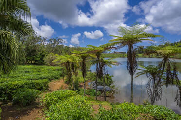 Außenansicht des Bois Cheri Tea Estate, Bezirk Savanne, Mauritius, Indischer Ozean, Afrika - RHPLF32256