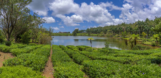 View of exterior of Bois Cheri Tea Estate, Savanne District, Mauritius, Indian Ocean, Africa - RHPLF32259