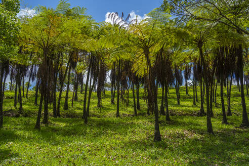 Blick auf Bäume in der Nähe des Bois Cheri Tea Estate, Bezirk Savanne, Mauritius, Indischer Ozean, Afrika - RHPLF32260