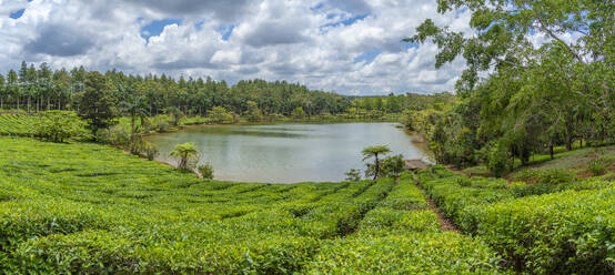 View of exterior of Bois Cheri Tea Estate, Savanne District, Mauritius, Indian Ocean, Africa - RHPLF32261