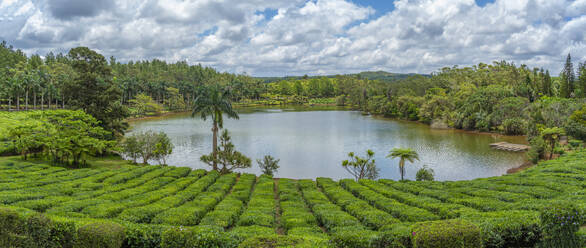 View of exterior of Bois Cheri Tea Estate, Savanne District, Mauritius, Indian Ocean, Africa - RHPLF32271