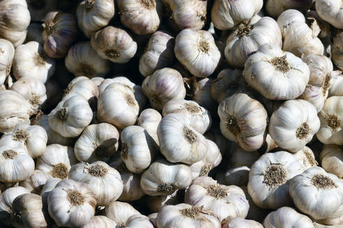 Fresh garlic for sale at the market, Saint Gervais, Haute-Savoie, France, Europe - RHPLF32364