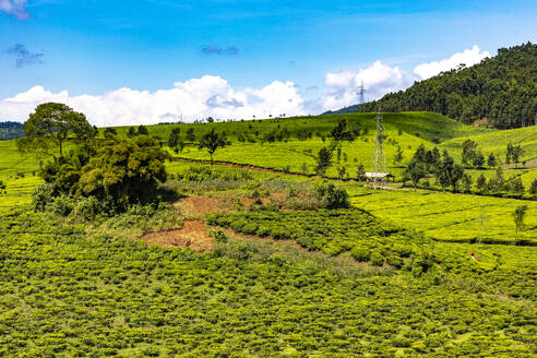 Tea estate in western province, Rwanda, Africa - RHPLF32367