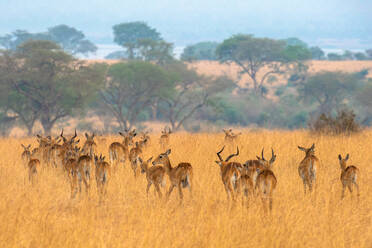 Grant's gazelle herd in Murchison Falls National Park, Uganda, East Africa, Africa - RHPLF32373