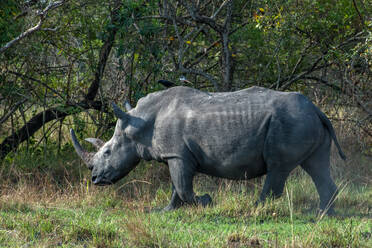Rhinoceros at Ziwa Rhino Sanctuary, Uganda, East Africa, Africa - RHPLF32378