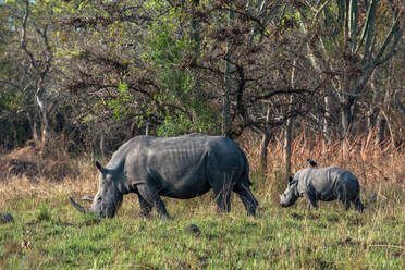 Rhinoceros and calf at Ziwa Rhino Sanctuary, Uganda, East Africa, Africa - RHPLF32380