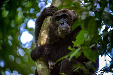 Chimpanzee grabing onto a tree branch, Budongo Forest, Uganda, East Africa, Africa - RHPLF32381