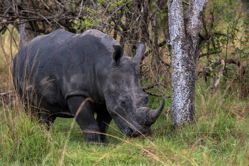 White Rhinoceros at Ziwa Rhino Sanctuary, Uganda, East Africa, Africa - RHPLF32382