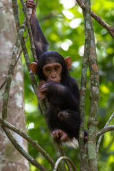 Young chimpanzee hanging in the branches playing, Budongo Forest, Uganda, East Africa, Africa - RHPLF32385