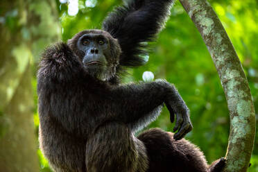 Chimpanzee standing on a branch, Budongo Forest, Uganda, East Africa, Africa - RHPLF32386