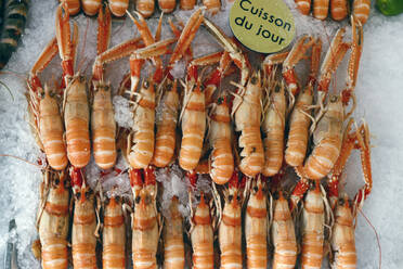 Fresh langoustine for sale at traditional fish market, Trouville, Normandy, France, Europe - RHPLF32389