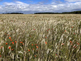 Wheat field with poppies in Eure, Normandy, France, Europe - RHPLF32401