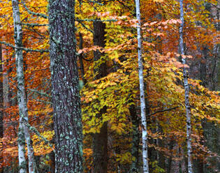 Woodland in autumn near Rogie Falls, Ross-shire, Highlands, Scotland, United Kingdom, Europe - RHPLF32458