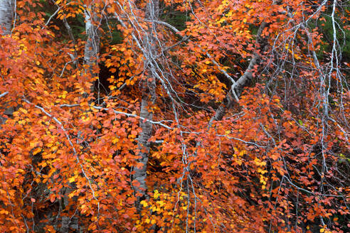 Woodland in autumn near Rogie Falls, Ross-shire, Highlands, Scotland, United Kingdom, Europe - RHPLF32461