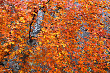 Woodland in autumn near Rogie Falls, Ross-shire, Highlands, Scotland, United Kingdom, Europe - RHPLF32463