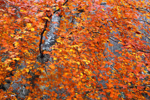 Woodland in autumn near Rogie Falls, Ross-shire, Highlands, Scotland, United Kingdom, Europe - RHPLF32463