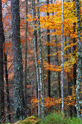 Woodland in autumn near Rogie Falls, Ross-shire, Highlands, Scotland, United Kingdom, Europe - RHPLF32464