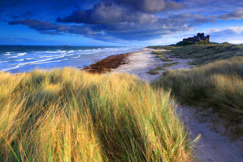 Bamburgh Castle and beach, Northumberland, England, United Kingdom, Europe - RHPLF32472