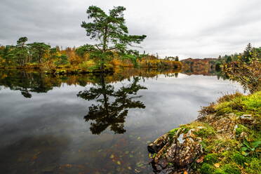 Reflections, Tarn Hows, near Coniston, Lake District National Park, UNESCO World Heritage Site, Cumbria, England, United Kingdom, Europe - RHPLF32558