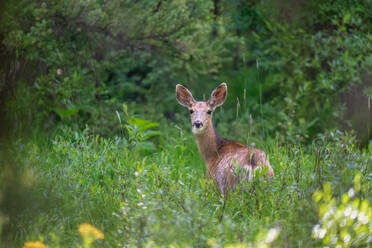 A deer (Cervidae) in a meadow in Breckenridge, Colorado, United States of America, North America - RHPLF32667