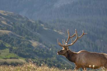 Elk (Cervus canadensis) in Rocky Mountain National Park, Colorado, United States of America, North America - RHPLF32669