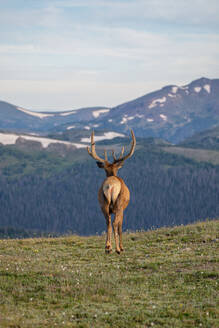 Elk (Cervus canadensis) in Rocky Mountain National Park, Colorado, United States of America, North America - RHPLF32671