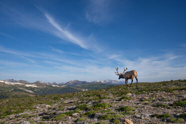 Elk (Cervus canadensis) in Rocky Mountain National Park, Colorado, United States of America, North America - RHPLF32672