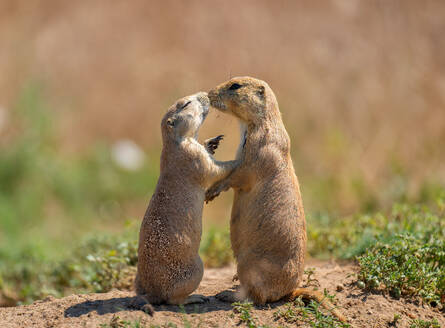 Prairie dogs (Cynomys) embracing each other in Colorado, United States of America, North America - RHPLF32673