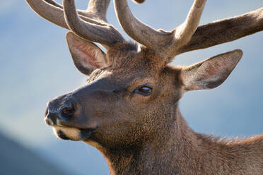 Elk (Cervus canadensis) in Rocky Mountain National Park, Colorado, United States of America, North America - RHPLF32674