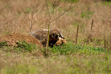 A Badger (Taxidea taxus) consuming a Prairie dog, Colorado, United States of America, North America - RHPLF32675