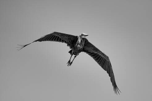 A Marabou stork (Leptoptilos crumenifer) in flight over the Maasai Mara, Kenya, East Africa, Africa - RHPLF32676